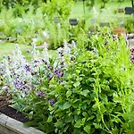 Hotel Nindri Indri Nature Retreat *